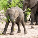 ZMB EAS SouthLuangwa 2016DEC09 KapaniLodge 021 : 2016, 2016 - African Adventures, Africa, Date, December, Eastern, Kapani Lodge, Mfuwe, Month, Places, South Luanga, Trips, Year, Zambia